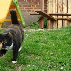 Blanding af racer Fine