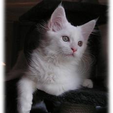 Maine Coon Dk Aquacoons Salju