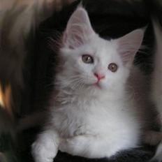 Maine Coon Dk Aquacoons Salju