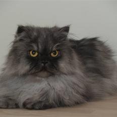 Perser Mulde 2002-2010