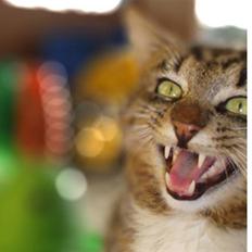 Blanding af racer Andersmissen