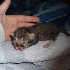 Blanding af racer Andersmissen