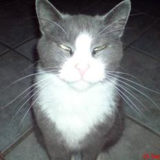 Blanding af racer kylling