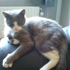 Blanding af racer kylling