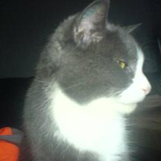 Blanding af racer kylling