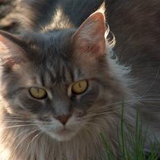 Maine Coon Phoenix (R.I.P)