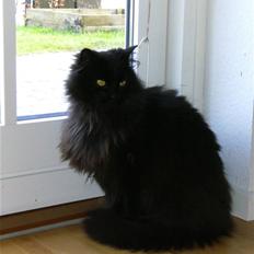 Norsk Skovkat Bamse (R.I.P)