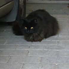 Norsk Skovkat Bamse (R.I.P)