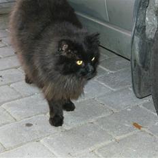 Norsk Skovkat Bamse (R.I.P)