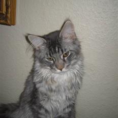 Maine Coon louie