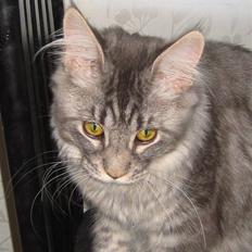Maine Coon louie