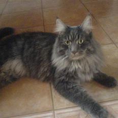 Blanding af racer Brutus