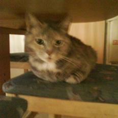 Huskat buster (tante)