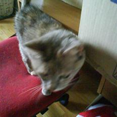 Huskat buster (tante)