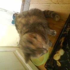 Huskat buster (tante)