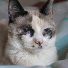 Blanding af racer Luna