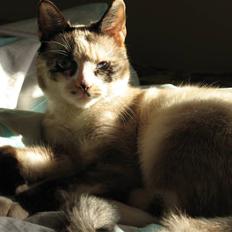 Blanding af racer Luna