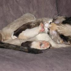 Blanding af racer Luna