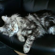 Norsk Skovkat Ikaros