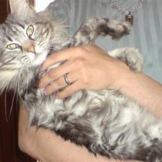 Norsk Skovkat Ikaros