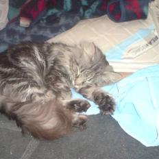 Norsk Skovkat Ikaros