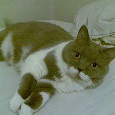 British Shorthair Balou