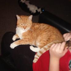 Blanding af racer Laban