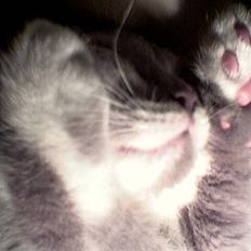 British Shorthair Balou