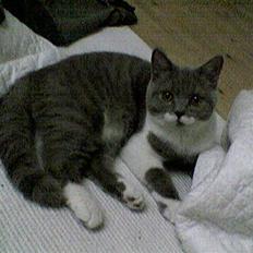 British Shorthair Balou