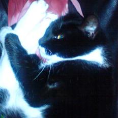 Blanding af racer Mio