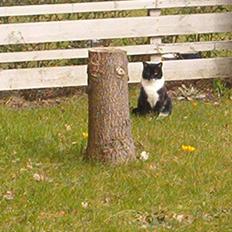 Blanding af racer Mio