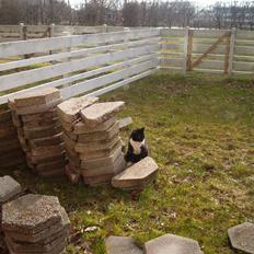 Blanding af racer Mio