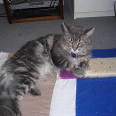 Maine Coon DK Maine entrances Nemo