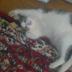 Blanding af racer Blacki