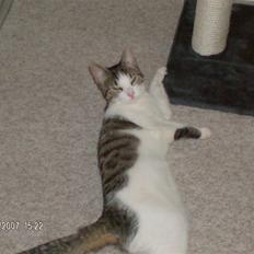 Blanding af racer Blacki