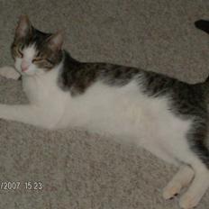 Blanding af racer Blacki