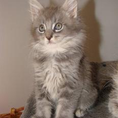 Maine Coon Caladesi Island