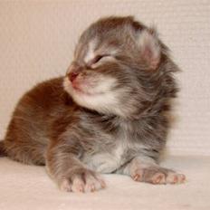 Maine Coon Caladesi Island