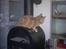 Maine Coon pasoa (død):