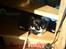 Huskat Miss Black Mystic <3 R.I.P :'( - ahh.. man ligger meget bedre