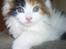 Maine Coon hope´s perle