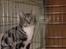 Huskat Boogie Woogie