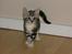 Huskat Boogie Woogie