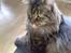 Maine Coon Loke