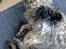 Maine Coon Loke