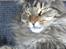 Maine Coon Loke