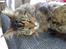 Maine Coon Loke