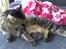 Maine Coon Loke