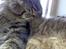 Maine Coon Loke