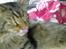 Maine Coon Loke